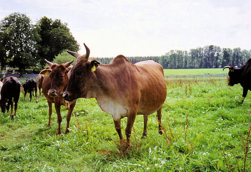 Zebus