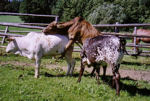 Zebus