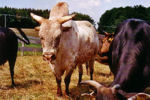 Zebus