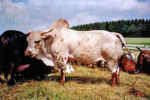 Zebus